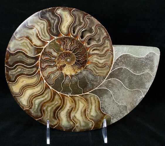 Split Ammonite Half - Agatized #12460